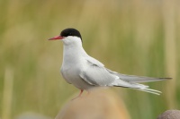 Rybak dlouhoocasy - Sterna paradisaea - Arctic Tern 6170